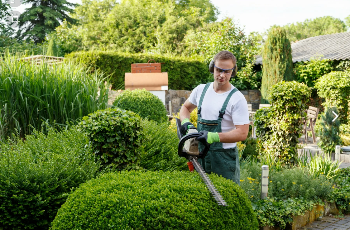 Professional gardener trimming hedges in Dubai villa garden