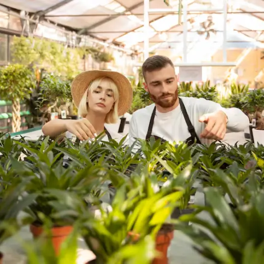 Decorative black sand supplier Dubai, people plant selecting