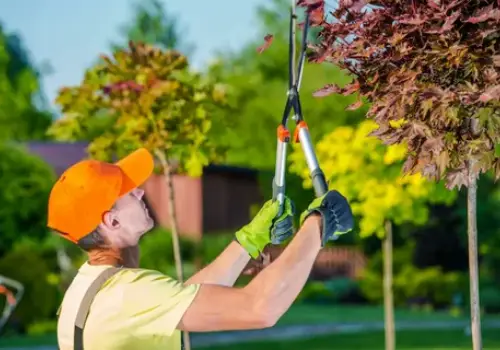 Trimming and pruning plants during garden maintenance in Dubai