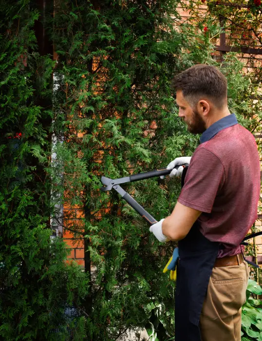 Professional gardener trimming hedges, garden service